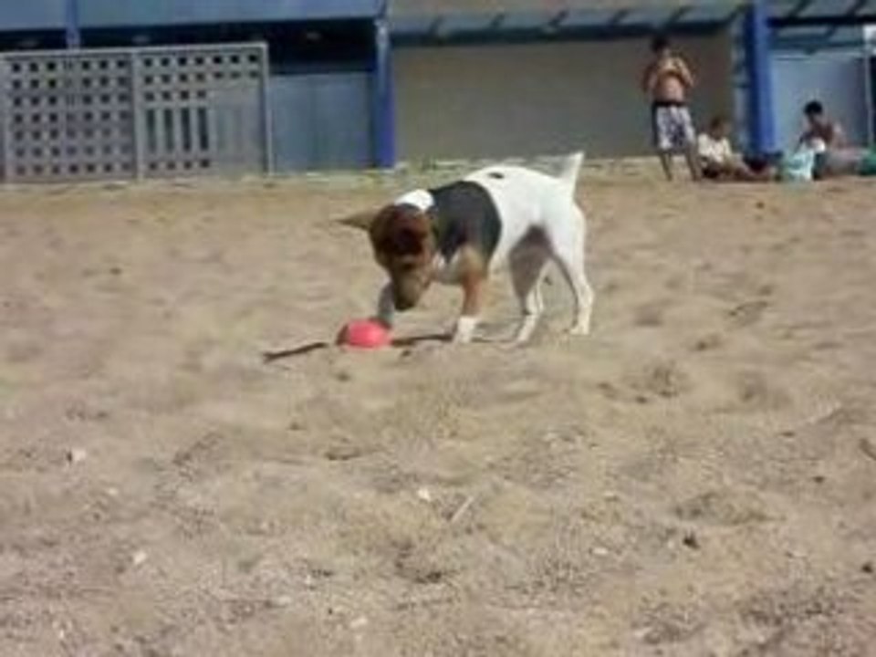 jack russel
