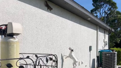 Dog turns playful chase into chaos as startled squirrel loses balance and drops off the wall