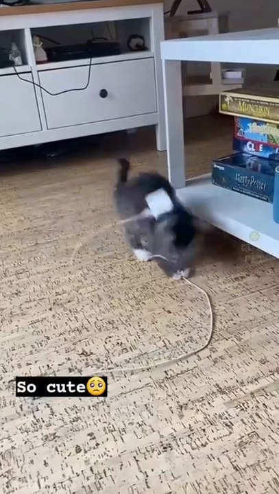 Hilarious & Adorable Animals Moments You Can't Miss 🐶🐱#shorts #cats #pets #dogs #cutedogs #cutecats #cutepets