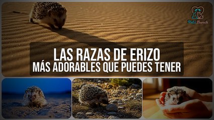 Las Razas de Erizo Más Adorables que Puedes Tener como Mascota
