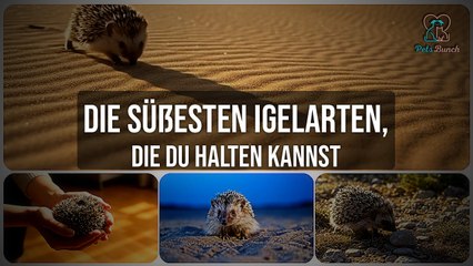 Die süßesten Igelarten, die du als Haustier halten kannst