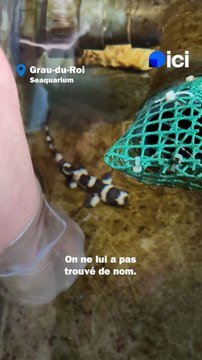 Un bébé requin né au Seaquarium du Grau-du-Roi