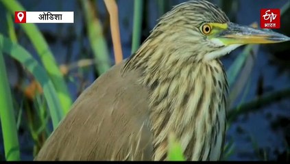 विदेशी मेहमानों से गुलजार हुई चिल्का झील, वन विभाग ने बढ़ाई झील की सुरक्षा