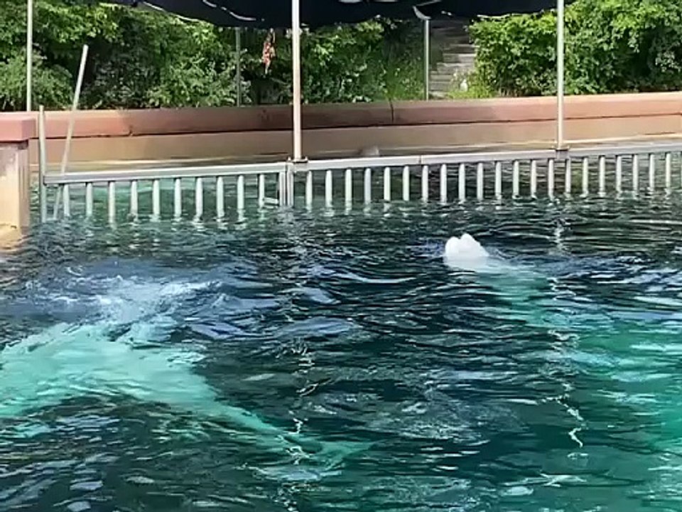 Marineland belugas