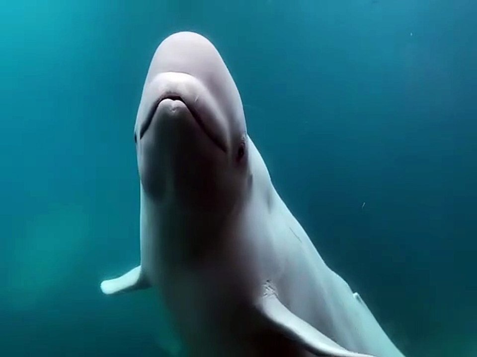 Marineland belugas