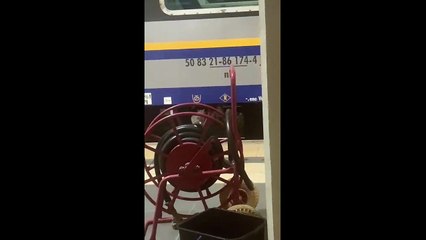 Cosenza, Vaglio Lise immersa nel degrado e i topi... banchettano indisturbati