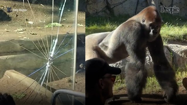 California Zoo Gorilla Cracks Enclosure's Glass in Front of Horrified Visitors, Who Say It 'Felt Like an Earthquake'