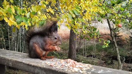 European Red Squirrel Eating Peanuts in the Backyard