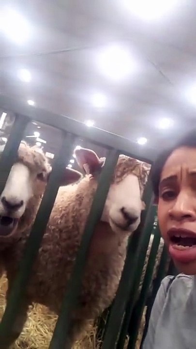 #503. Sheep Communication 101. It's happening.