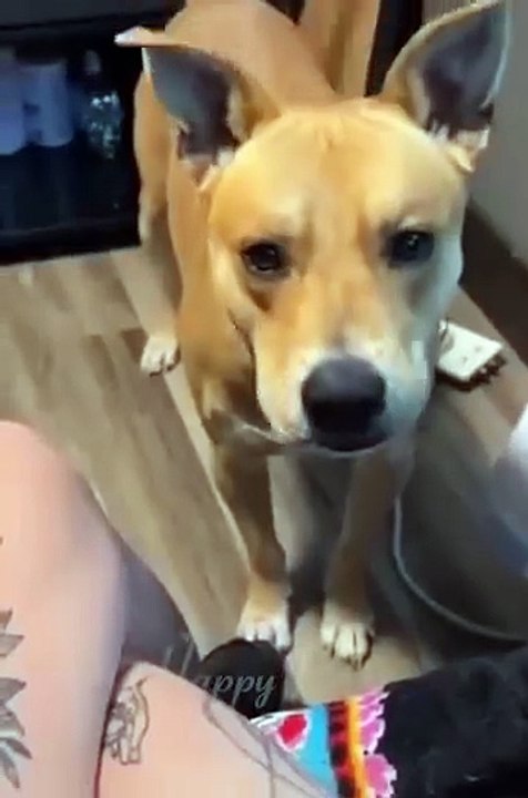 Super cute animal funny video with pets doing crazy things and making everyone laugh