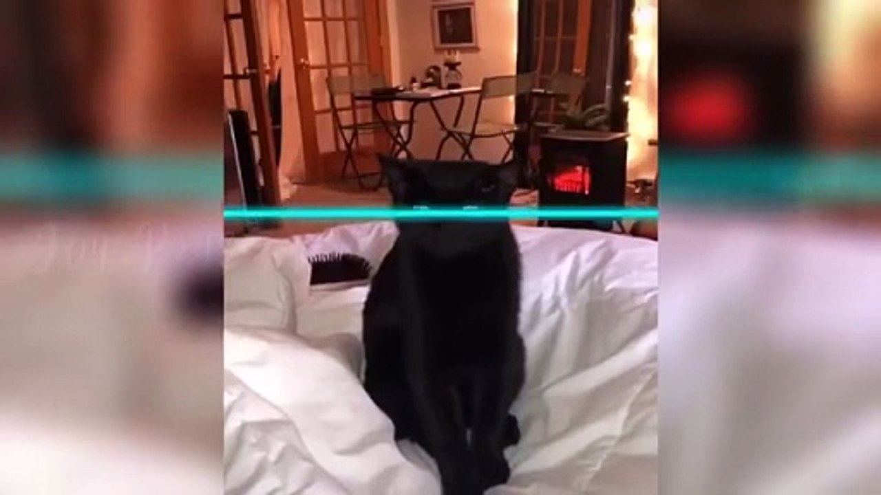 Funniest animal funny video ever made with cats dogs and pets being their funniest selves