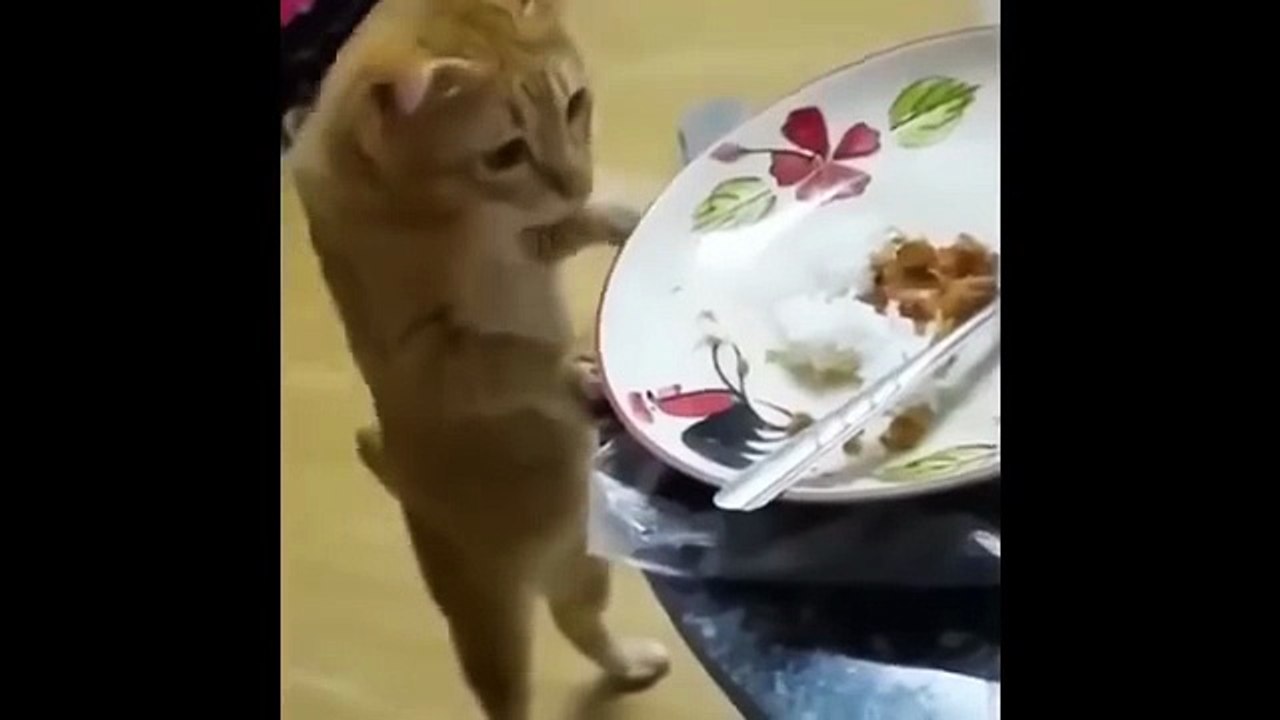 Best animal funny video challenge try not to laugh at pets doing adorable fails