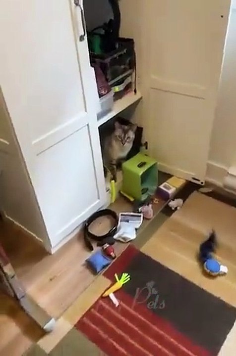 Funniest animal funny video that will make your day with pets being playful and silly