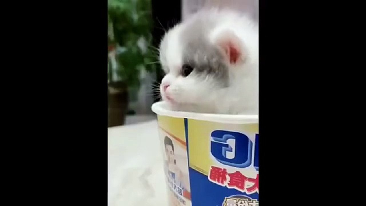 Best animal funny video with adorable pets acting silly and making everyone smile