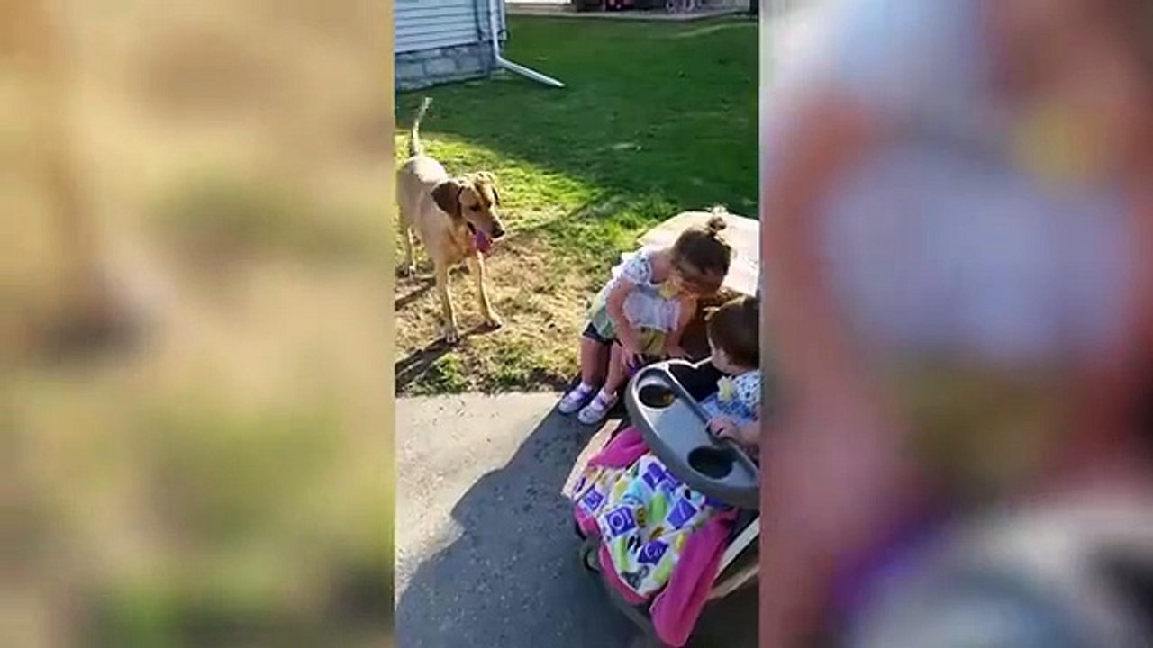 Funny Animals 2025 Best Crazy Pets and Hilarious Animal Fails Try Not to Laugh Challenge