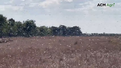 Aerial spraying targets locust nymphs