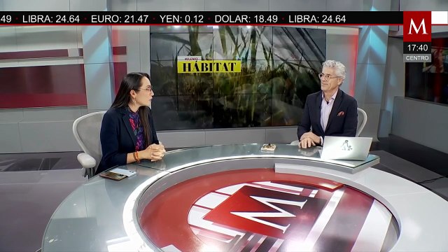 Blanqueamiento de corales que afecta al 84% de los arrecifes de coral | Milenio Hábitat