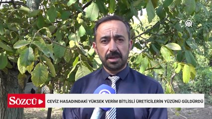 Ceviz hasadındaki yüksek verim Bitlisli üreticilerin yüzünü güldürdü
