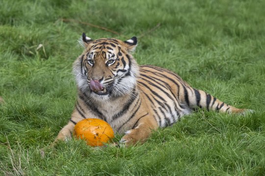 Lion and tiger cubs play with pumpkins ahead of first Halloween at West Midlands safari Park (Video Credit - West Midlands Safari Park