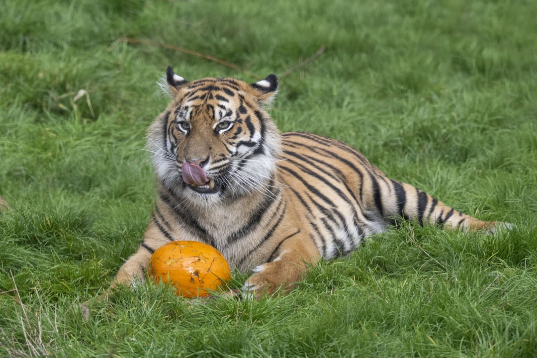 Lion and tiger cubs play with pumpkins ahead of first Halloween at West Midlands safari Park (Video Credit - West Midlands Safari Park