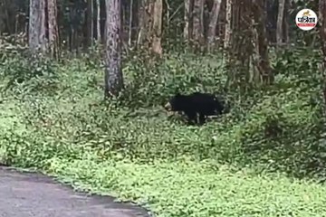 खेलते-कूदते नजर आए भालू