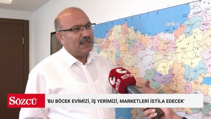 Yeni salgın kapıda mı? 'Bu böcek evimizi, iş yerimizi, marketleri istila edecek'