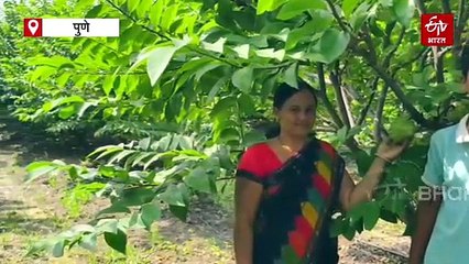 शेतकऱ्याची 'गोल्डन सीताफळ’ ची कमाल; एक सीताफळाचं वजन तब्बल सव्वा ते दीड किलो, पाहा व्हिडिओ