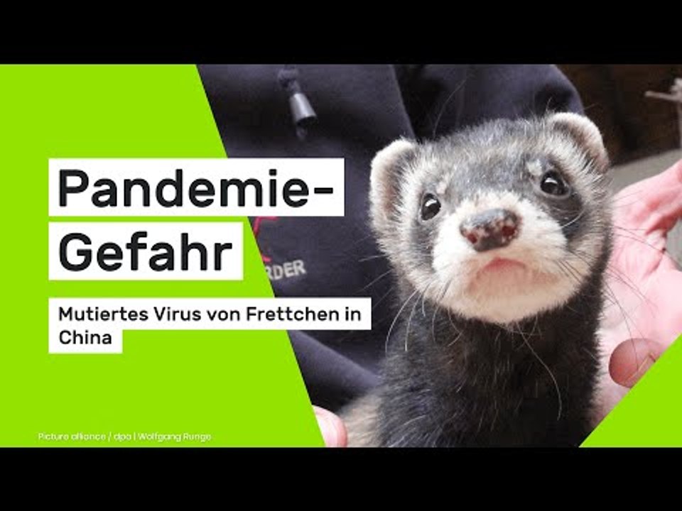 Angst vor neuer Pandemie: Mutiertes Virus aus China springt von Frettchen auf Menschen über