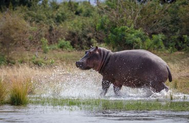Hippos survived the last Ice Age in Europe