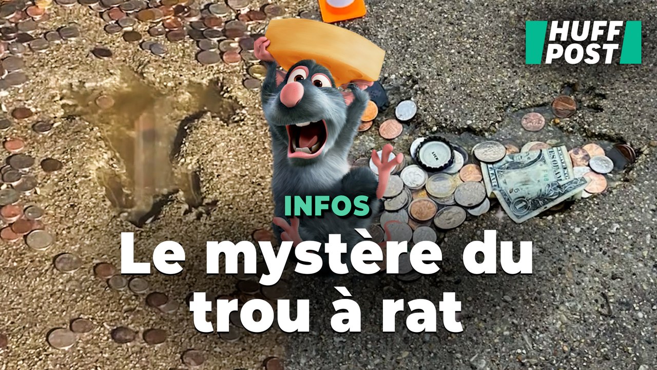 On sait enfin quel animal se cache derrière le fameux « trou à rat » de Chicago