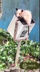 Gambá “diferentão” surge em lixeira de universidade em Blumenau e chama a atenção