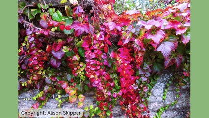 Picture This: Plant photography