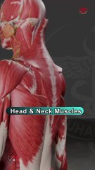Head and neck muscles