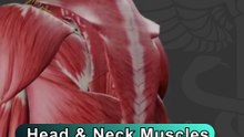 Head and neck muscles