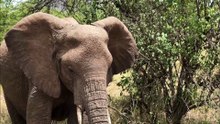Afrique : Tanzanie