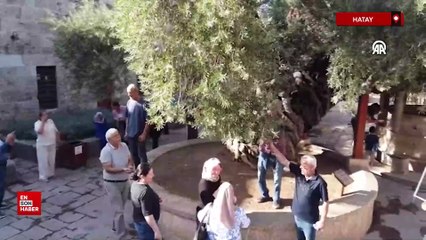 Hatay'da tarihi caminin avlusundaki zeytin ağacında hasat zamanı