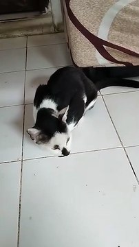 When a confused stray cat suddenly walks into your home