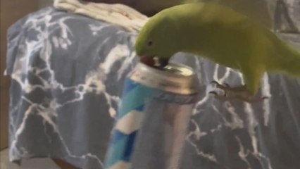 Flying parrot impresses as it carries an energy drink can without any help