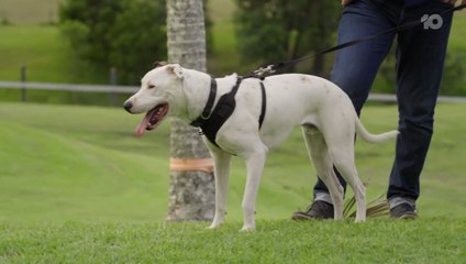 Dogs Behaving (Very) Badly AU Season 3 Episode 8