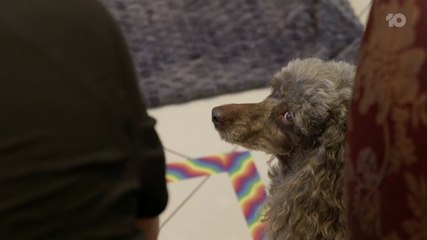 Dogs Behaving (Very) Badly AU Season 3 Episode 1
