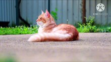 Os animais mais fofos do mundo N•555