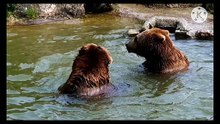 Os animais mais fofos do mundo N•560