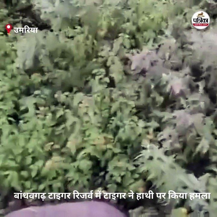 बांधवगढ़ टाइगर रिजर्व में जंगल ट्रेकिंग के दौरा...