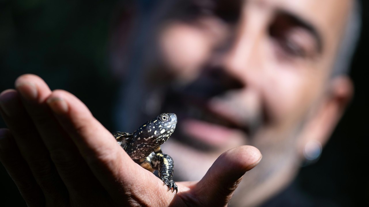 Schildkröten sollen wieder den Rhein bevölkern