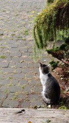 Cat Admires Bird Radio! Evening melody! #shorts #cat #funnycats #cutecats #viralcats #birds #singing #fyp