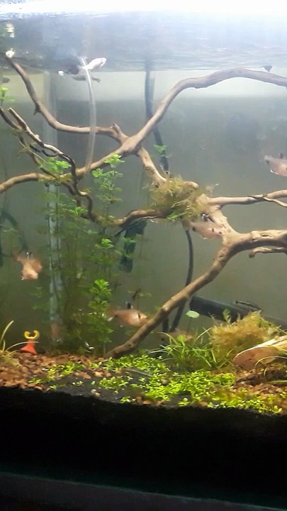 Planted Aquarium Tank  #PlantationTank #aquarium #fish