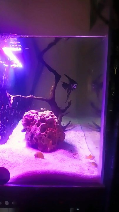 #PlantationTank #aquarium #fish #angelfish (1)