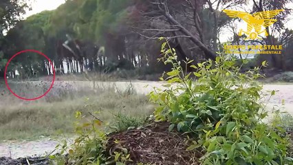 Arrestato il piromane ripreso dalle telecamere: agiva in monopattino - GUARDA IL VIDEO