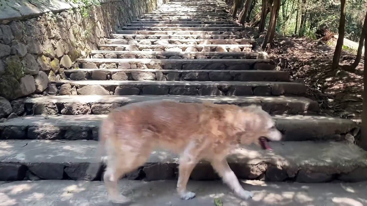 Mundo Pets Treinamento