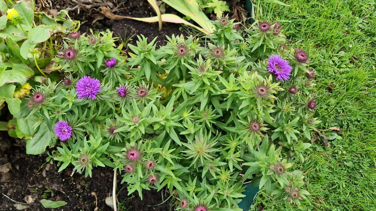 Late flowers for October - Gardening with Brendan